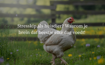 Stresskip als huisdier? Waarom je brein dat beestje elke dag voedt.